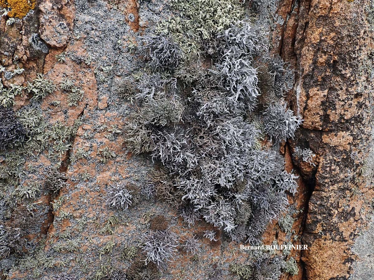 Roccella tinctoria DC Taxon Atlantique-Manche